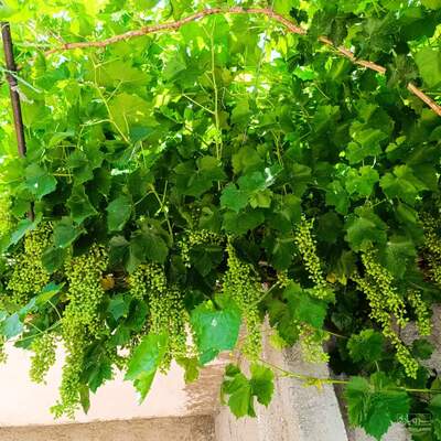فروش انگور