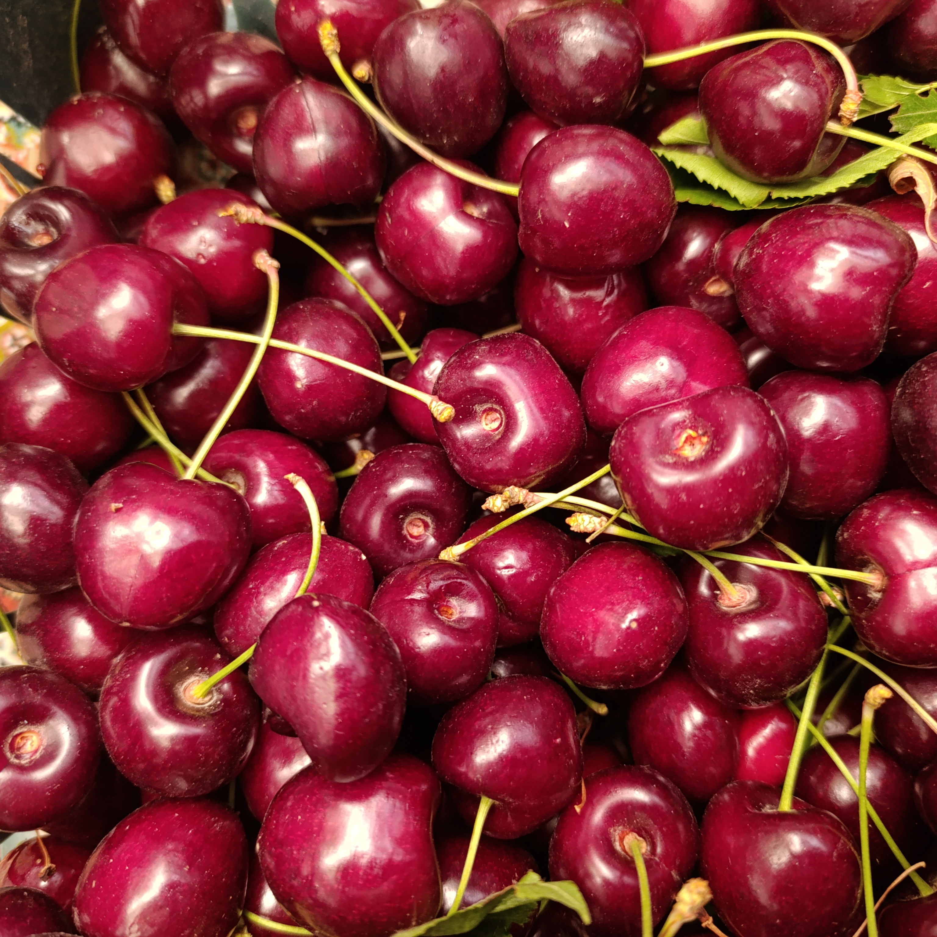 فروش گیلاس