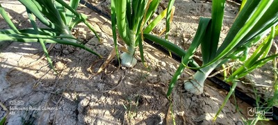 فروش پیاز سفید