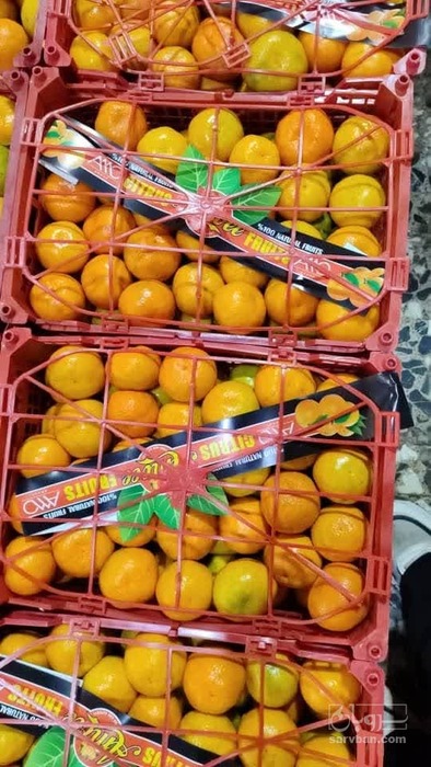 فروش نارنگی