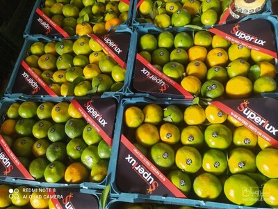 فروش نارنگی