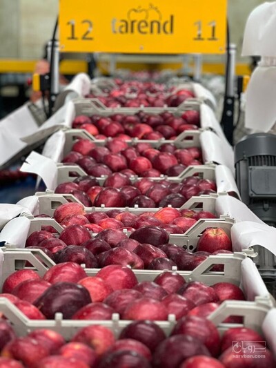 فروش سیب