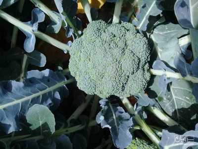 فروش کلم بروکلی