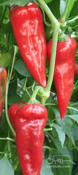 فروش فلفل کاپی