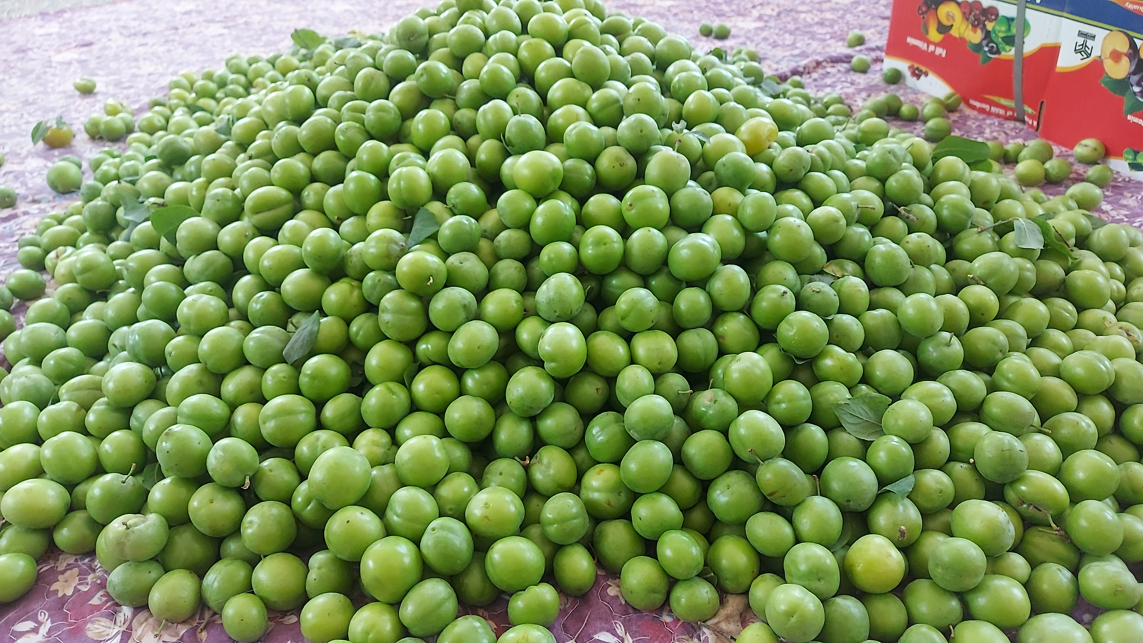 فروش گوجه سبز