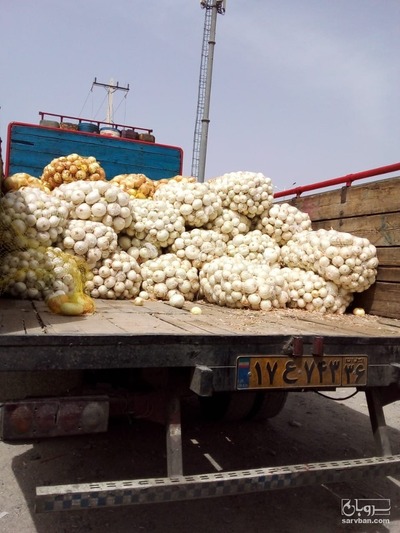 فروش پیاز  سفید