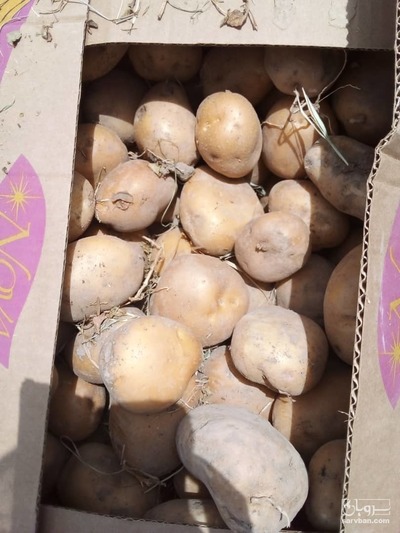 فروش سیب زمینی