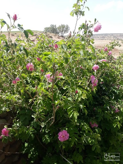 فروش گل محمدی تازه