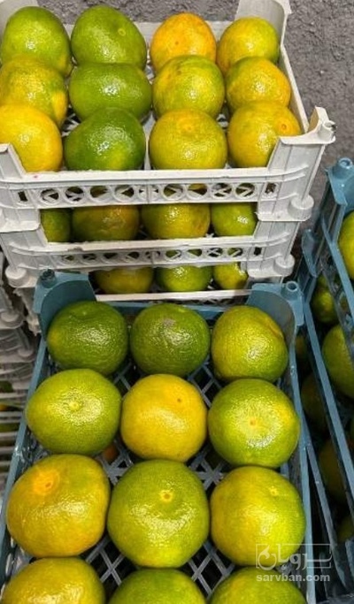 فروش نارنگی ژاپنی