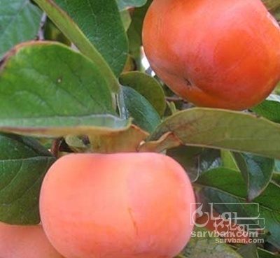 فروش خرمالو