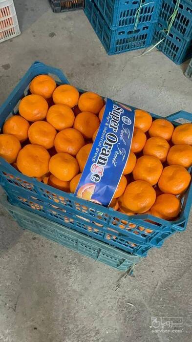 فروش نارنگی