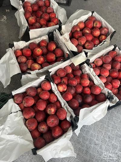 فروش سیب قرمز