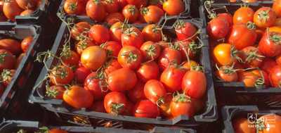 فروش گوجه فرنگی