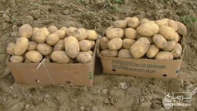 فروش سیب زمینی