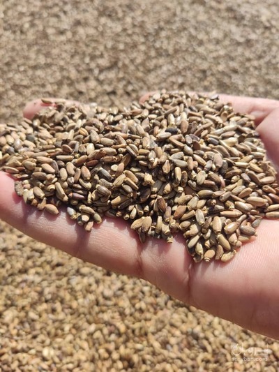 فروش خار مریم (گیاه‌ دارویی)