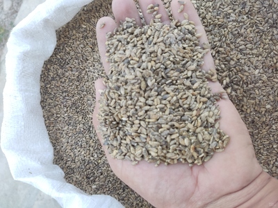 فروش خار مریم (گیاه‌ دارویی)