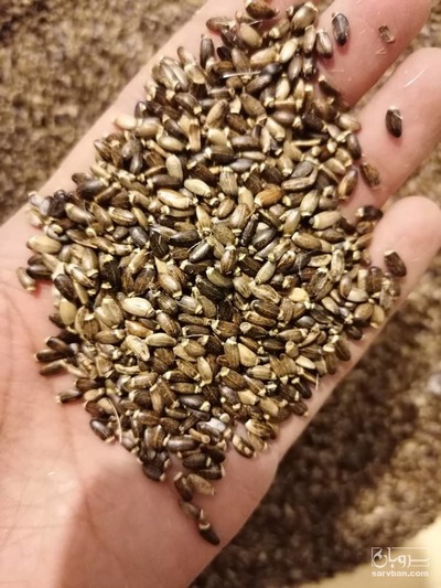 فروش بذر خار مریم (مارتیغال)