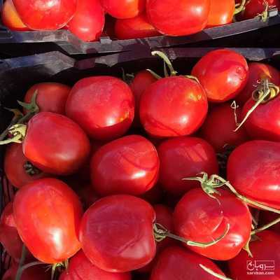 فروش گوجه فرنگی