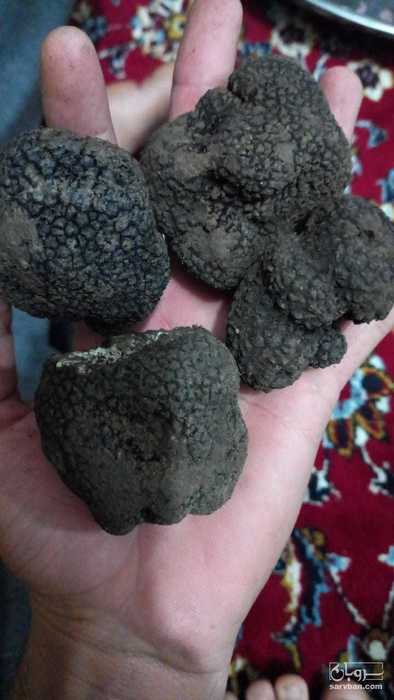 فروش قارچ دنبلان