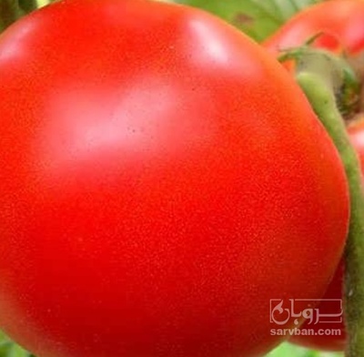 فروش گوجه فرنگی