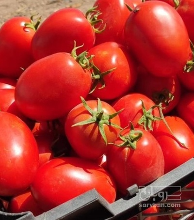 فروش گوجه فرنگی تخم مرغی صادراتی