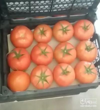 فروش گوجه فرنگی4129