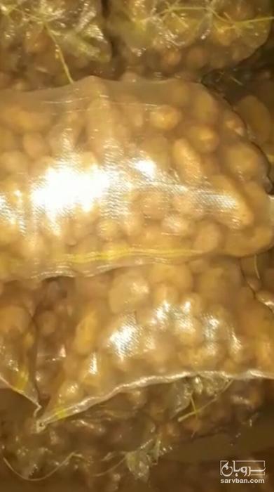 فروش سیب زمینی بامبا