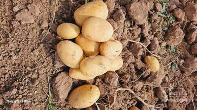 فروش سیب زمینی