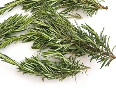 فروش رزماری (گیاه‌ دارویی)