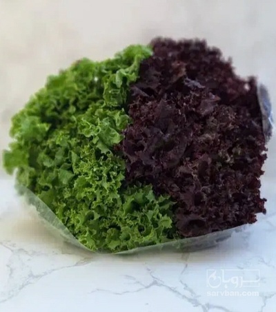 فروش کاهو فرانسوی