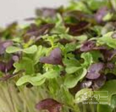 فروش میگرو گرین  ریحان