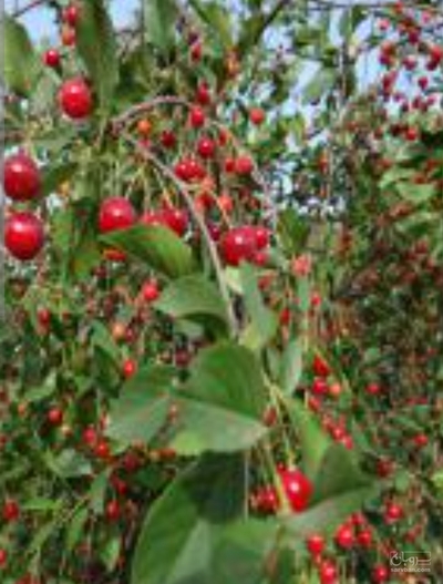 فروش آلبالو