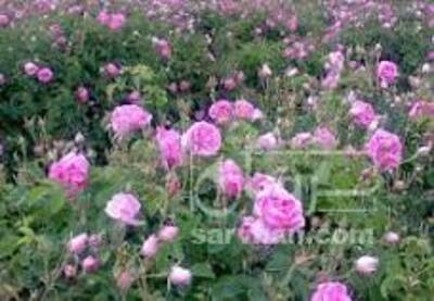 فروش گل محمدی