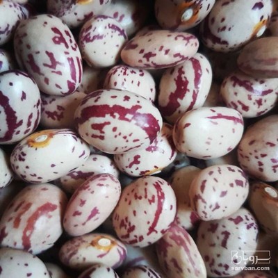 فروش لوبیا چیتی