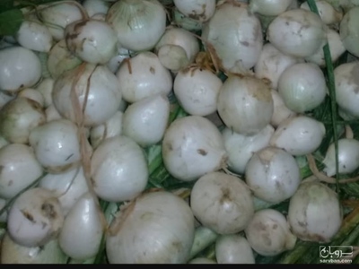 فروش پیاز سفید