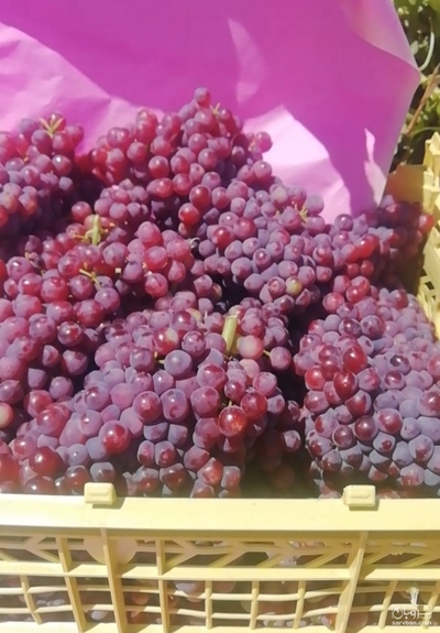 فروش انگور یاقوتی