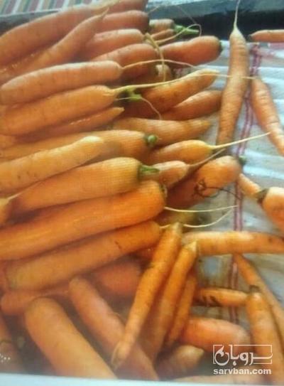 فروش هویج