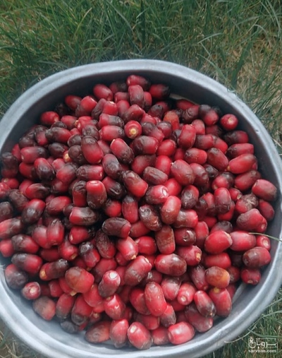 فروش خرما مضافتی