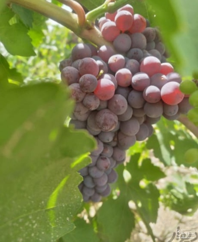 فروش انگور یاقوتی