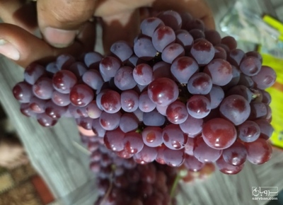 فروش انگور یاقوتی 2