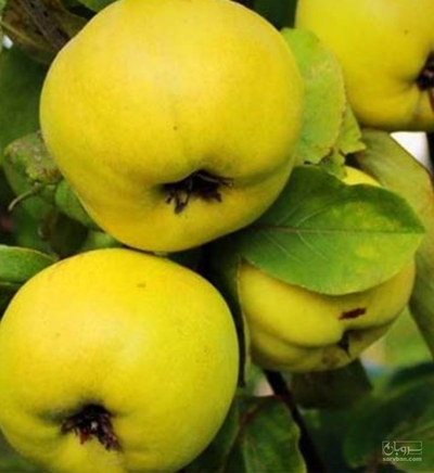 فروش به میوه