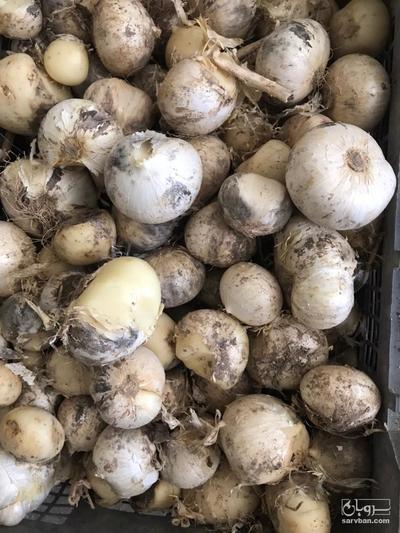 فروش موسیر تر