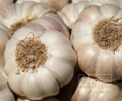 فروش سیر خشک عمده