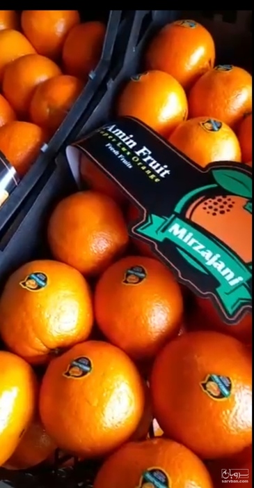 فروش پرتقال تامسون