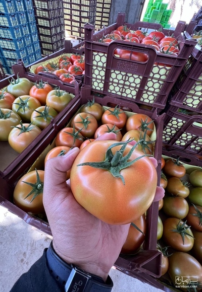 فروش گوجه فرنگی 4129