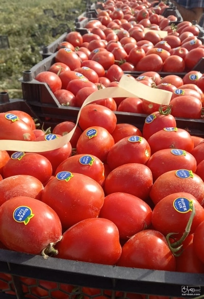 فروش گوجه فرنگی متین