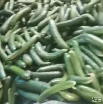 فروش خیار گلخانه ای