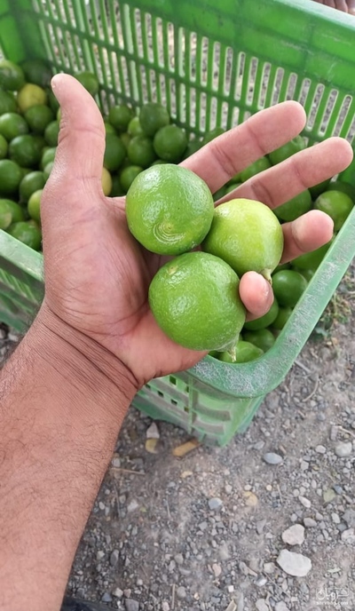 فروش لیموترش تازه