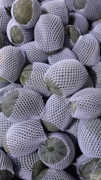 فروش خربزه جانا