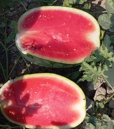 فروش هندوانه